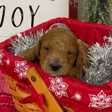 Goldendoodle Puppy Elizabeth