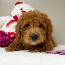 Goldendoodle Puppy Elizabeth