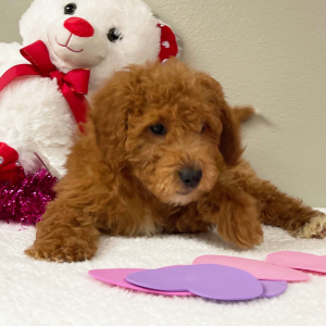 Goldendoodle Puppy Elizabeth