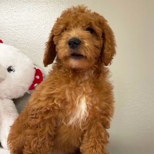 Goldendoodle Puppy Elizabeth