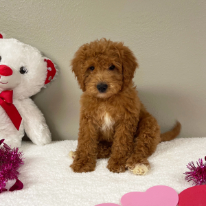 Goldendoodle Puppy Elizabeth
