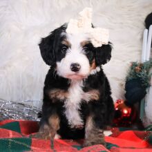 Bernedoodle Puppy Lettie