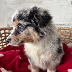 Australian Shepherd Puppy Indigo