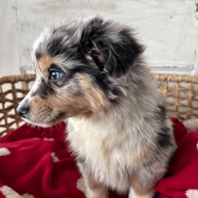 Australian Shepherd Puppy Indigo