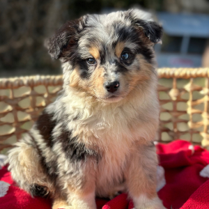 Australian Shepherd Puppy Indigo