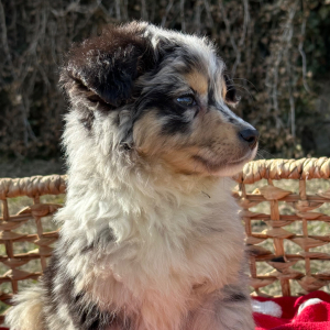 Australian Shepherd Puppy Indigo