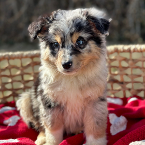 Australian Shepherd Puppy Indigo