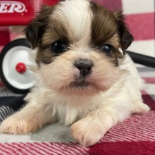Shih Tzu Puppy Milo