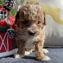 Poodle Puppy Finn