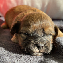 Shihpoo Puppy Cooper