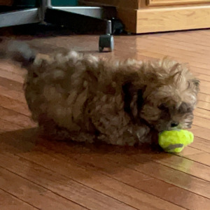 Shihpoo Puppy Cooper