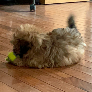 Shihpoo Puppy Cooper