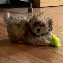 Shihpoo Puppy Cooper