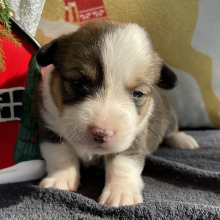 Pembroke Welsh Corgi Puppy Kirena
