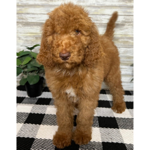 Poodle Puppy Barrett