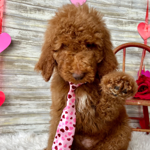 Poodle Puppy Barrett