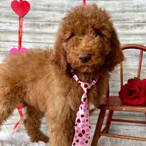 Poodle Puppy Barrett