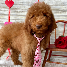 Poodle Puppy Barrett