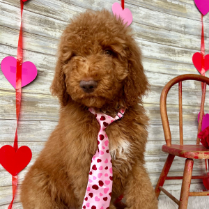 Poodle Puppy Barrett