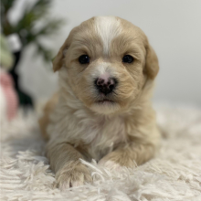Havapoo Puppy Chuck