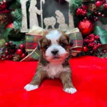Shih Tzu Puppy Farron