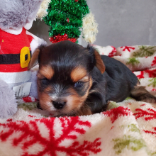 Yorkshire Terrier Puppy Luca