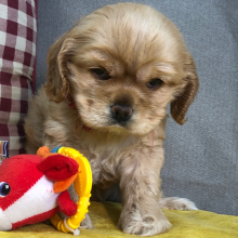 Cocker Spaniel Puppy Ruby