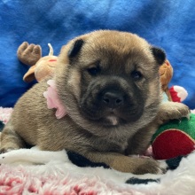 Shiba Inu Puppy Kuma
