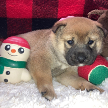 Shiba Inu Puppy Kuma