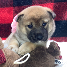 Shiba Inu Puppy Kuma