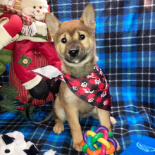 Shiba Inu Puppy Kuma