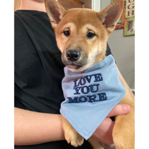 Shiba Inu Puppy Kuma