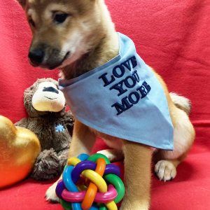 Shiba Inu Puppy Kuma
