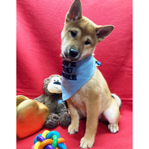 Shiba Inu Puppy Kuma