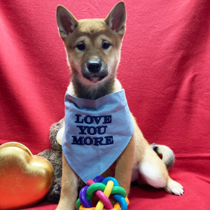 Shiba Inu Puppy Kuma