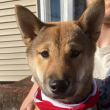 Shiba Inu Puppy Kuma
