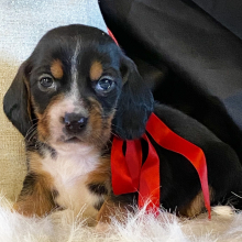 Beagle Puppy Kit Kat