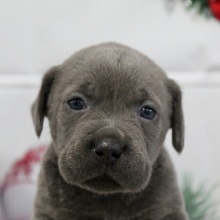 Cane Corso Puppy Whitney