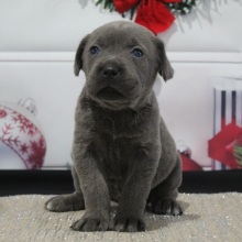 Cane Corso Puppy Whitney
