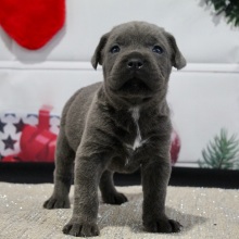 Cane Corso Puppy Wally