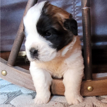 Saint Bernard Puppy Bimini