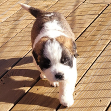 Saint Bernard Puppy Bimini