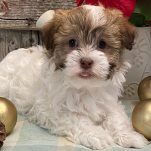 Havanese Puppy Bently
