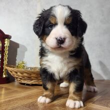 Bernese Mountain Dog Puppy Gemma