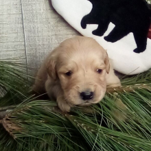 Golden Retriever Puppy Joseph
