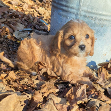 Cavapoo Puppy Cedric