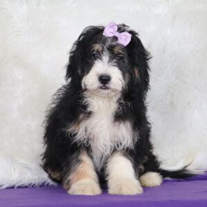 Bernedoodle Puppy Jane