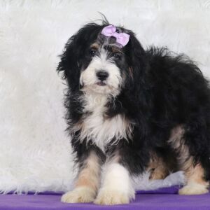 Bernedoodle Puppy Jane
