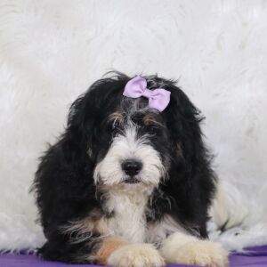 Bernedoodle Puppy Jane