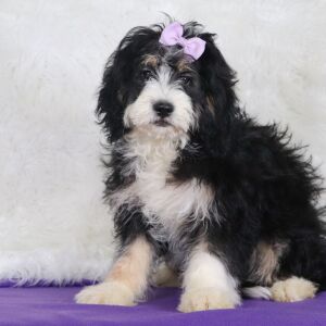 Bernedoodle Puppy Jane
